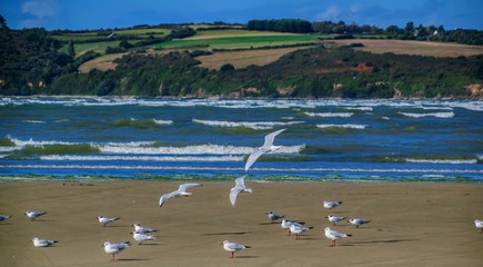 Oiseaux sur la plage de Plestin-les-Grèves.