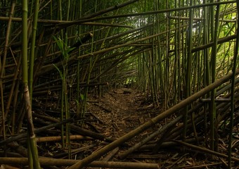 Bosque de bamboo