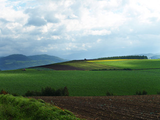 Fototapeta na wymiar 北海道の畑