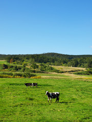 牛のいる牧場