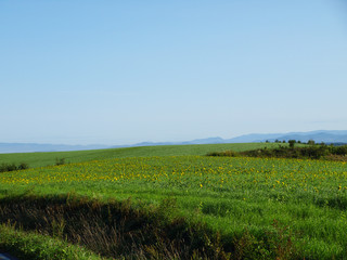 北海道の畑