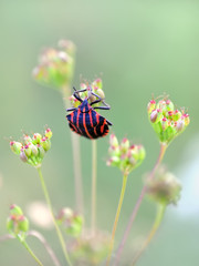 Italian black and red striped bug (Graphosoma Lineatum)