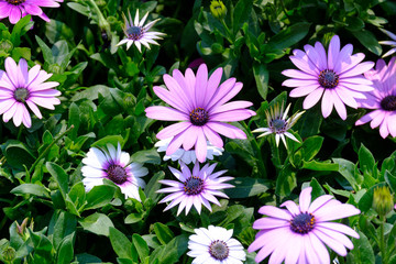Fototapeta premium Purple Color Osteospermum