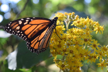 Mariposa monarca