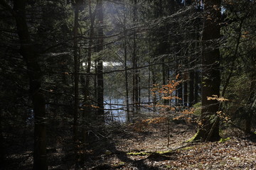 Fototapeta na wymiar huge old wild forest and a lake