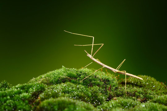 Stick insect or Phasmids (Phasmatodea or Phasmatoptera) also known as walking stick insects, stick-bugs, bug sticks or ghost insect. Stick insect camouflaged on green moss. Selective focus, copy space