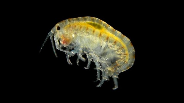 Amphipoda Gammarus Hyalella azteca crayfish is a good food for fish