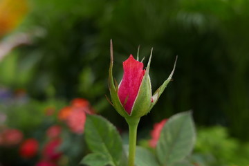 budding rose