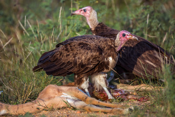 Two Hooded vulture scavenging an impala in Kruger National park, South Africa ; Specie family Necrosyrtes monachus of Accipitridae