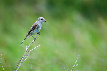 Red-backed Shrike juvenile isolated in natural background in Kruger National park, South Africa ; Specie Lanius collurio family of Laniidae