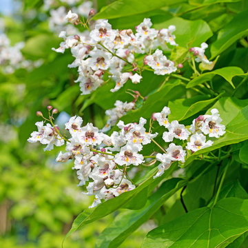 Blühender Bohnenbaum, Katalpa
