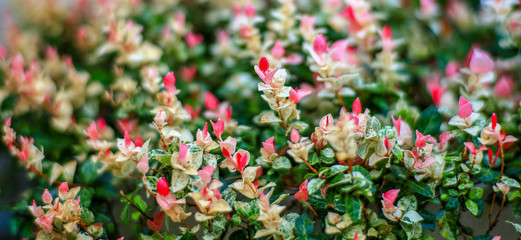 flower decoration