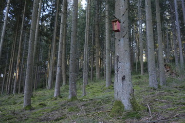 Nest box inside a fir forest