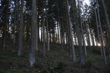 Pure forest landscape in the mountains