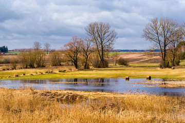 Narwiański Park Narodowy. Wiosna na Podlasiu. Rzeka Narew