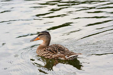 duck in water