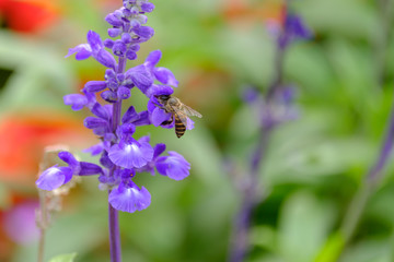 Honey Bee collecting pollen on flower
