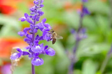 Honey Bee collecting pollen on flower