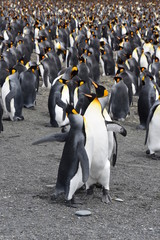 PENGUINS