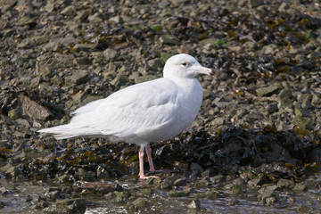A juvenile, (1w), Glaucous Gull in late winter, Newlyn harbour, Cornwall, England, UK.