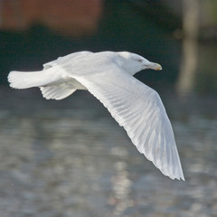 An adult Glaucous Gull flying, Newlyn harbour, Cornwall, England, UK.