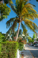 Fototapeta na wymiar Straße mit tropischer Vegetation auf Key West, Florida