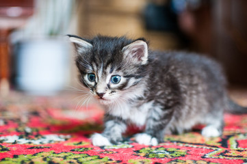 little blue-eyed kittens are the sweetest creatures on our planet