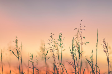 silhouette of grass in sunset