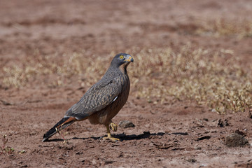 Grasshopper buzzard (Butastur rufipennis)