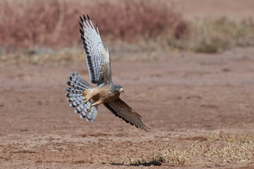 Grasshopper buzzard (Butastur rufipennis)