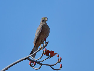 Grasshopper buzzard (Butastur rufipennis)