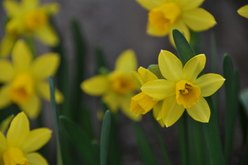 黄色い水仙の花