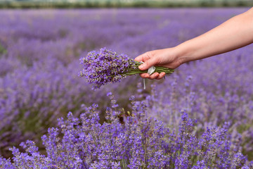 Gathering a bouquet of lavender. Beautiful girl holding a bouquet of fresh lavender in lavender field. Sun, sun haze, glare. Purple tinting.