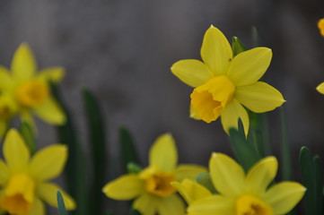黄色い水仙の花