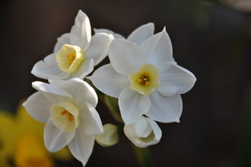 白い水仙の花