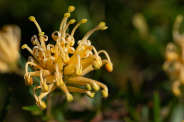 Macro image of yellow grevilliea flower