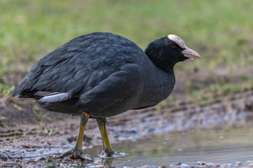 Eurasian coot (Fulica atra)
