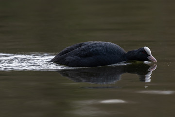 Eurasian coot (Fulica atra)