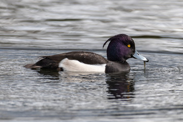 Tufted duck (Aythya fuligula)
