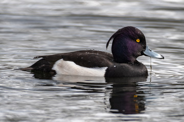 Tufted duck (Aythya fuligula)