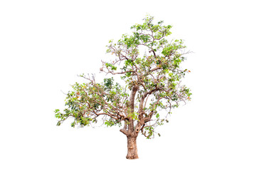 Beautiful tree on a white background Natural concept