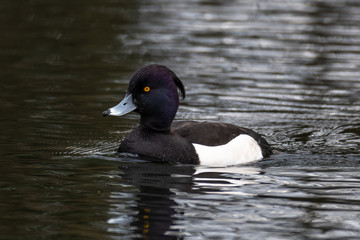 Tufted duck (Aythya fuligula)