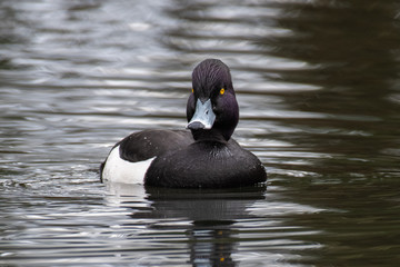 Tufted duck (Aythya fuligula)