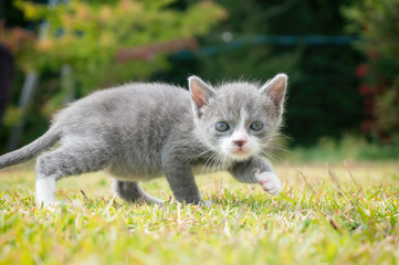 kitten in the grass