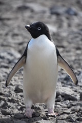 penguin in antarctica