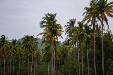 Naklejka na ściany i meble Palm trees on sunset sky background. Philippines island nature. Palms valley. Scenic tropical landscape. Coconut palm trees.
