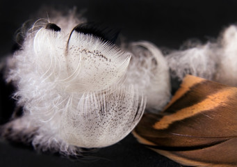 Fototapeta na wymiar Duck feathers on a black background. Close up image