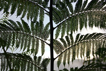 fern leaves background