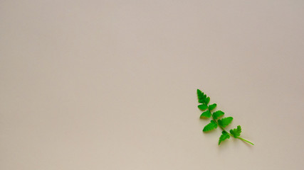 Young Fern leaf