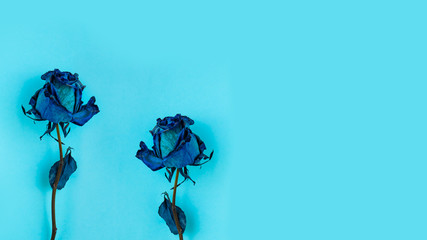 Two Dried blue rose